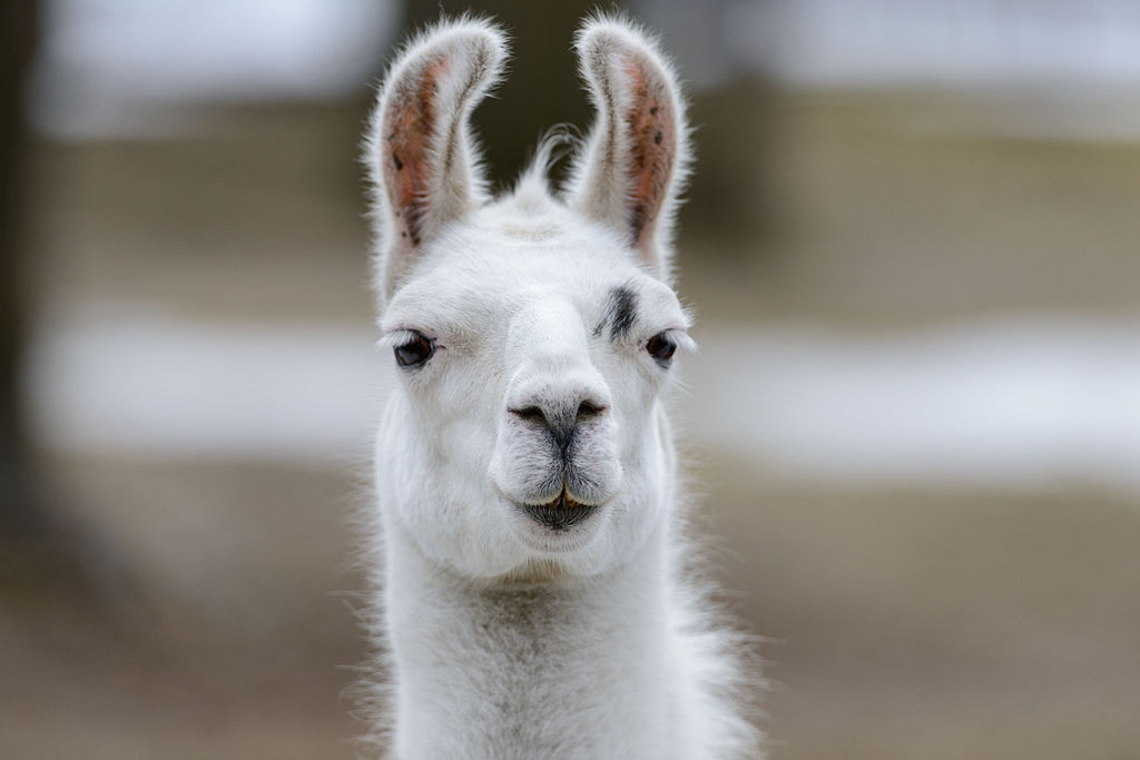 Meta 使用了那些資料來訓練 Llama 2 模型？：原文配圖